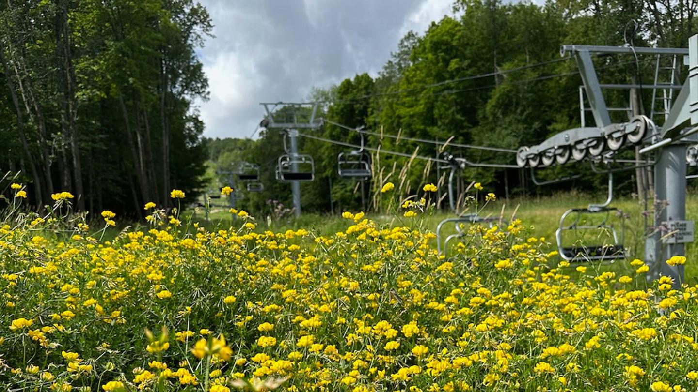 Wildflowers and Cupid Chairlift at Granite Peak in the Summer