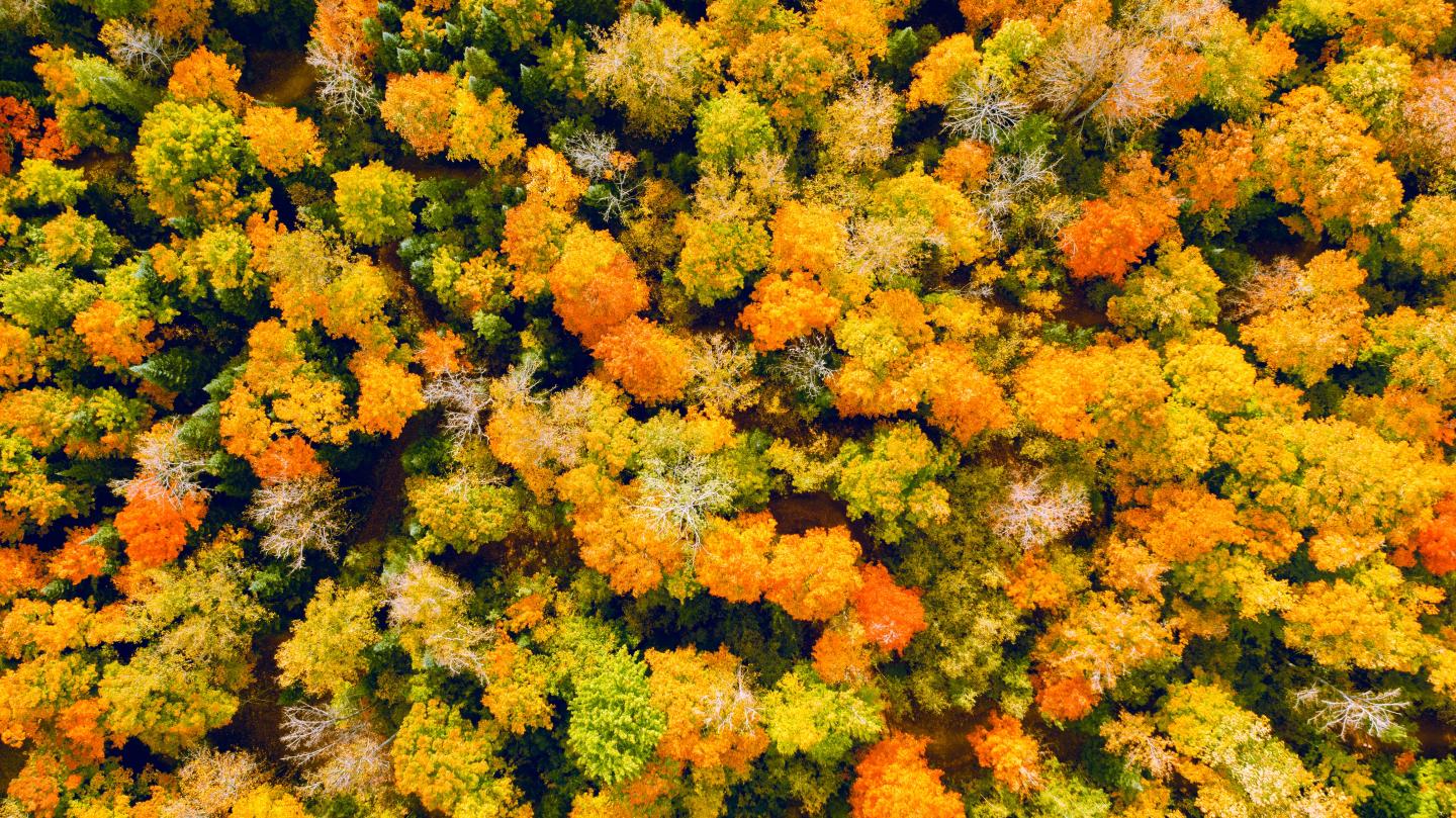 fall foliage birds-eye view