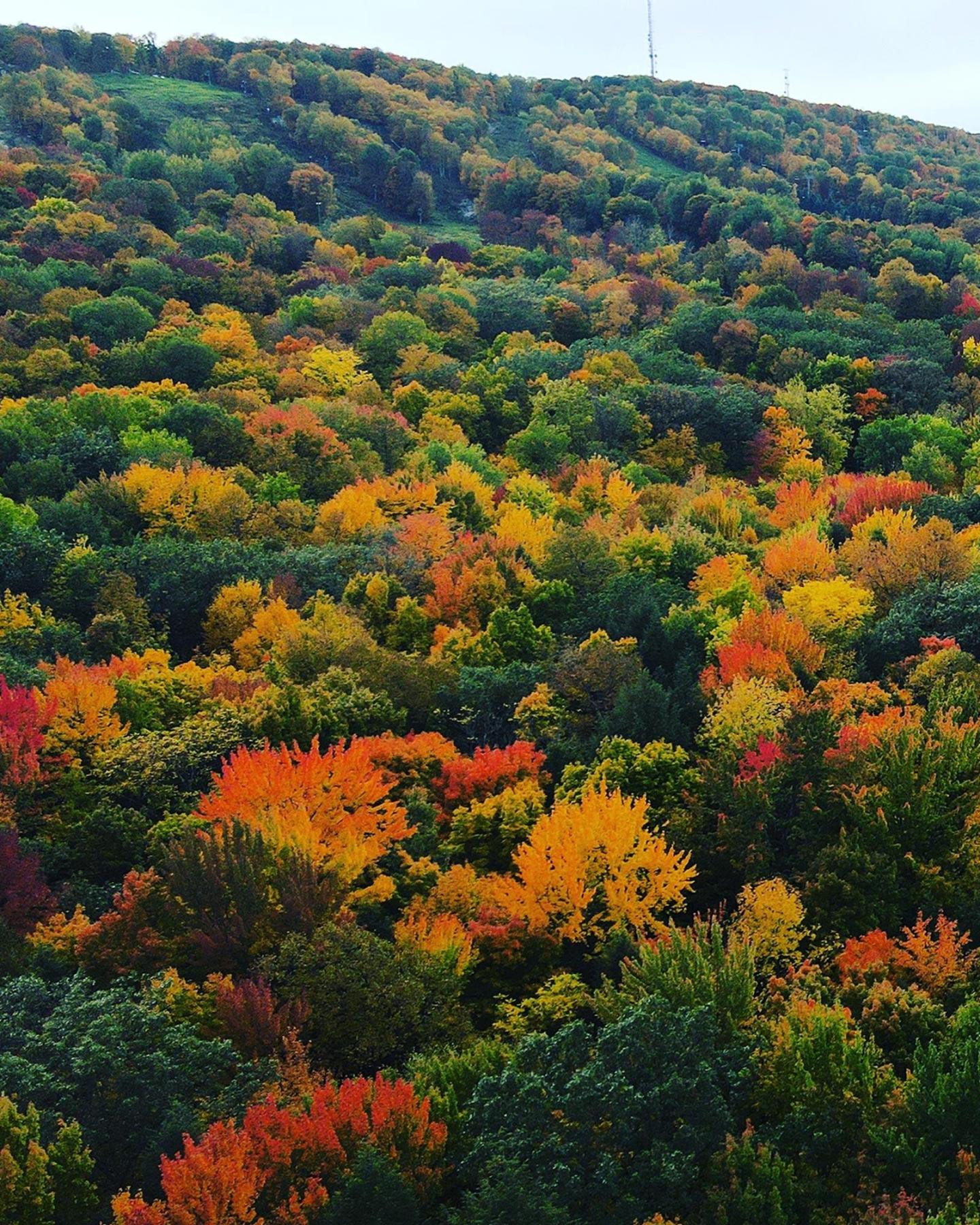Colorful autumn forest covering a hillside.