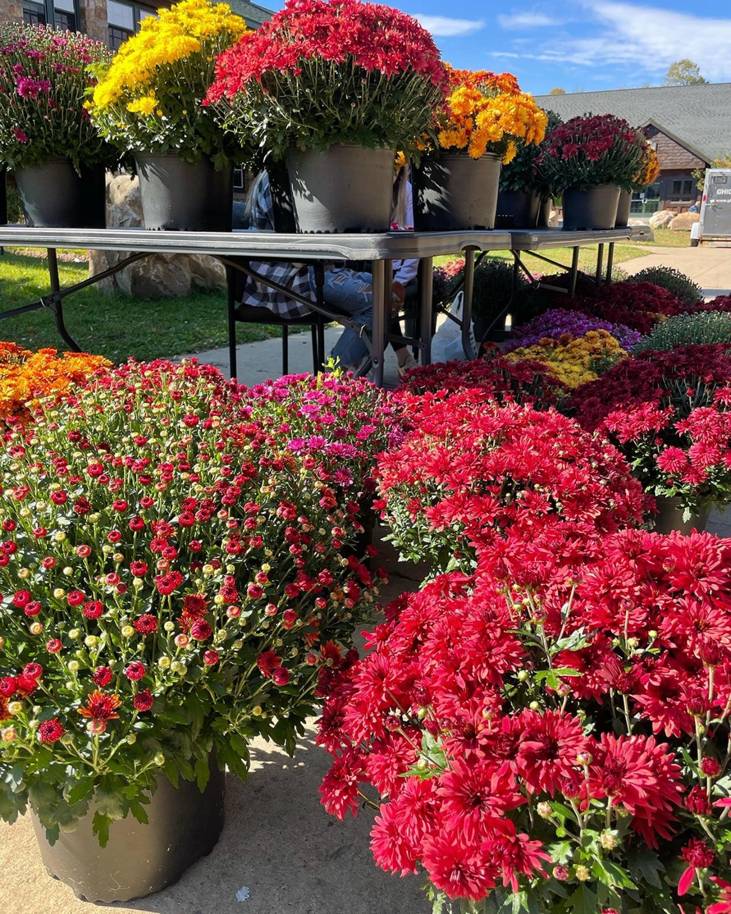 Colorful flower pots on display outdoors, featuring red, yellow, and pink blooms.