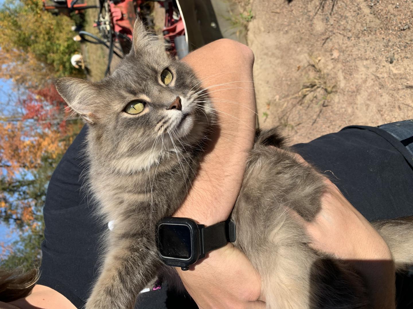 Fluffy gray cat held by person with smartwatch outdoors.