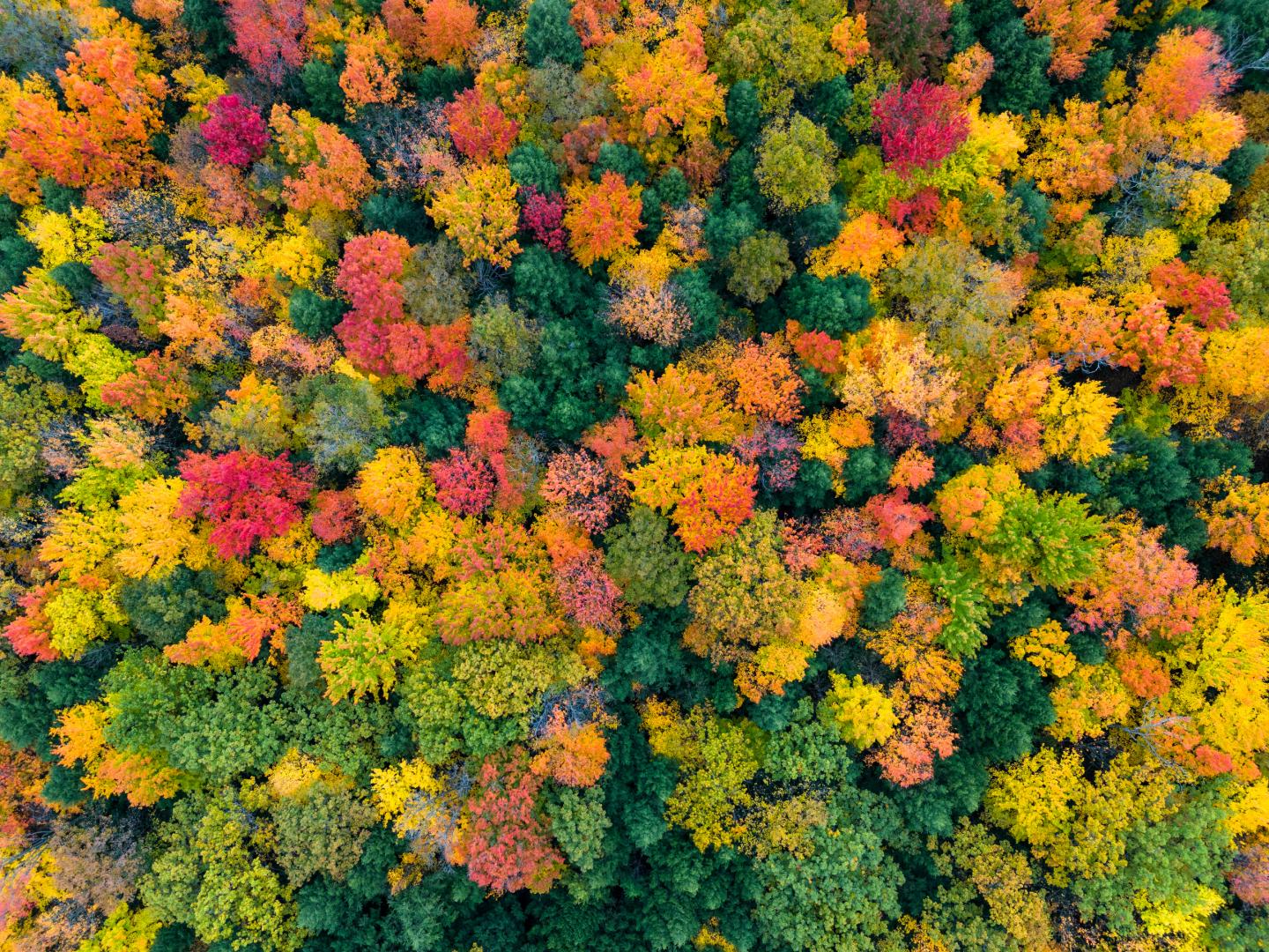 Aerial view of a colorful autumn forest canopy with red, orange, and yellow leaves.